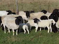 绵羊（批次，未指定性别）, Dorper sheep — 照片 1
