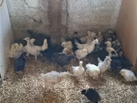 Chickens — الصورة 1