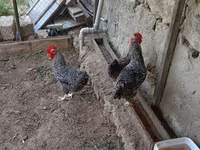 Gallina eslovena barrada — foto 1