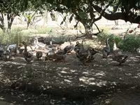 Geese — फ़ोटो 4
