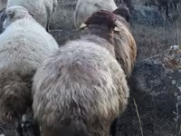 Kos, Blackheaded Persian sheep — 3. fotó