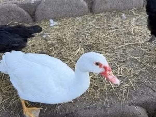 Ducks