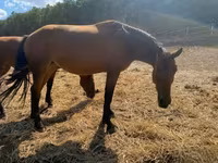 घोड़ी, Nonius horse — फ़ोटो 5
