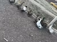 Ducks — foto 1