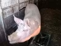 母猪, Pigs — 照片 5