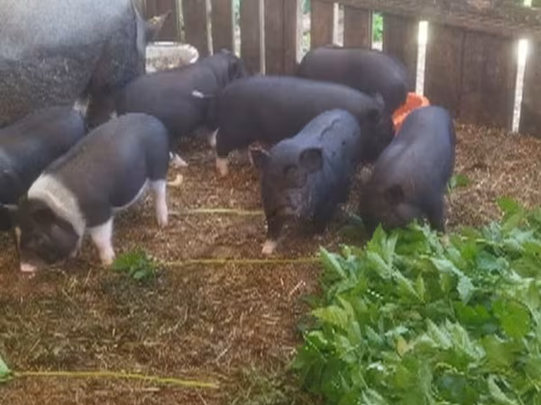 Pigs (batch, sex not specified), Вьетнамская вислобрюхая