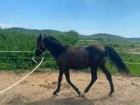 Hing, Hucul pony — 4. fotó