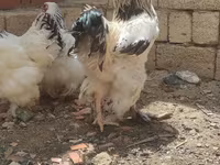 Brahma — foto 3