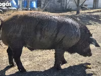 Boar, Мангалица — photo 2
