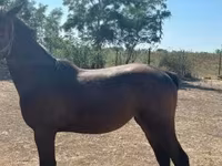 Kanca, Nonius horse — 4. fotó