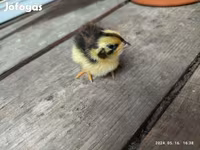 Quails — الصورة 3