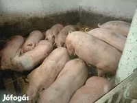 Schweine (Partie, Geschlecht nicht angegeben), Schweine — Foto 2
