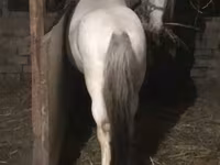 公马, Horses — 照片 3