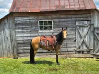 Mare, Missouri foxtrotter — photo 5