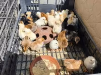 Chickens — photo 1