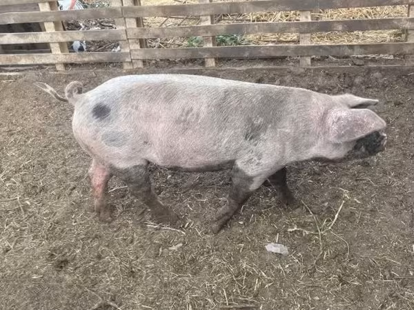 Eber, Schweine — Ungarn