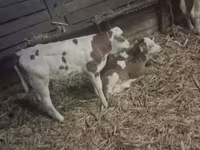 Bika, Magyar szürke fajta — 3. fotó