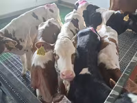 Touro, Simmental cattle — foto 4