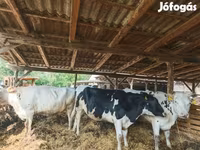 母牛, Holstein breed — 照片 2