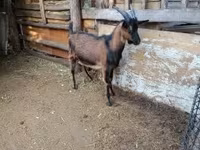 Billy Goat, Alpine goat — photo 2