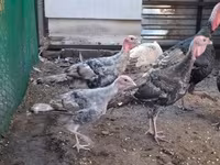 Turkeys — zdjęcie 3