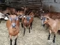 Chèvre, Alpine goat — photo 3