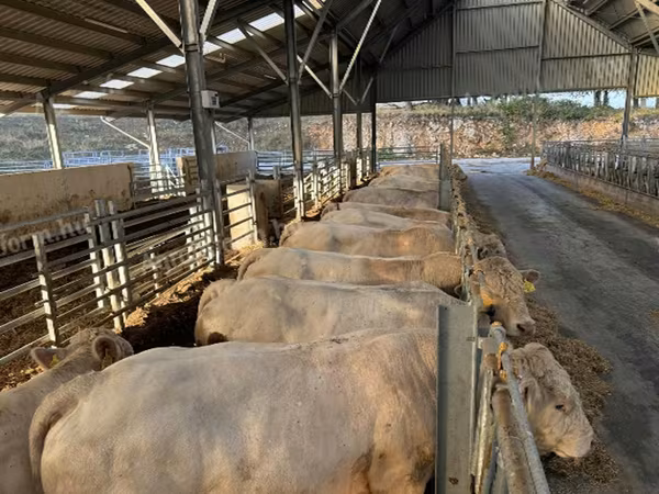Byk, Charolais cattle