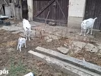 Goat, Goats — photo 2
