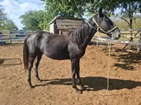 Mare, Lipizzaner — photo 3