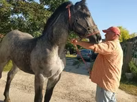 Caballo, Caballos — foto 1