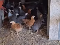 Guinea fowl — 3. fotó