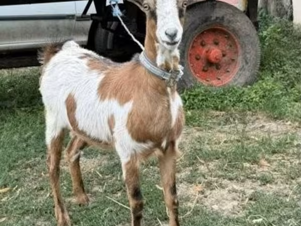 Koza, Kozy — Maďarsko
