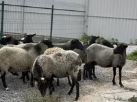 Oveja, Romanov sheep — foto 3
