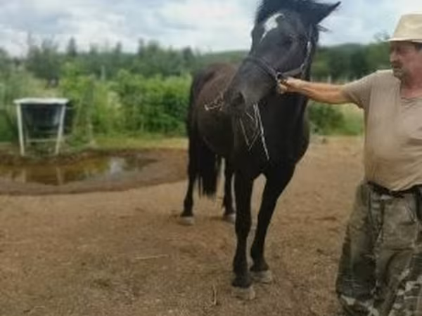 घोड़ी, Međimurje horse