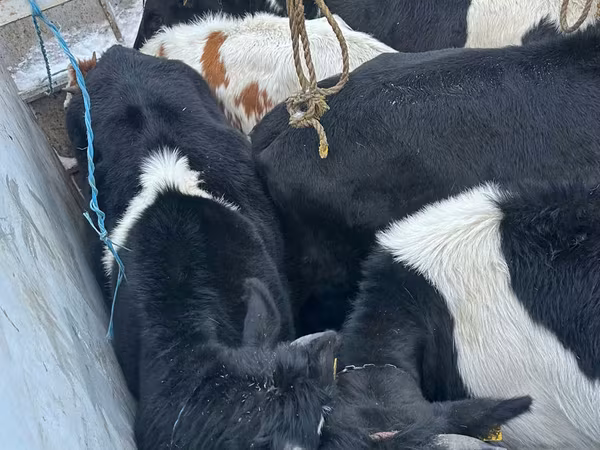 Cow, Russian Black pied cattle