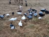Ducks — foto 1