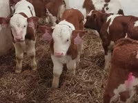 Bika, Simmental cattle — 4. fotó