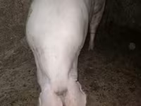 Sow, Pigs — photo 1