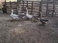 Ducks — 4-сурет