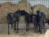 Айғыр, Dutch warmblood horse — 5-сурет