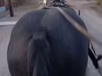 घोड़ी, घोड़े — फ़ोटो 3