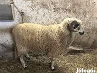 Kos, Racka sheep — 2. fotó