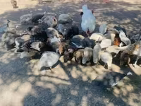 Guinea fowl — foto 1