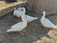 Ducks — الصورة 5