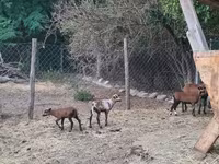 Kos, Cameroon sheep — 4. fotó