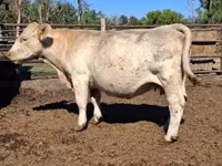 Cow, Charolais cattle — photo 1