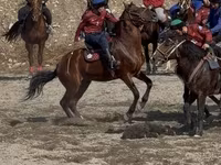 Hengst, Akhal-Teke — Foto 3