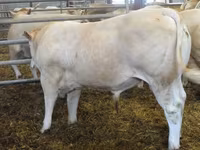 Bika, Blonde d’Aquitane cattle — 2. fotó