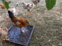 bantam japonais — photo 7