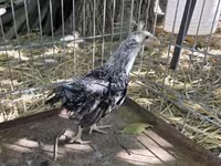 Araucana — photo 3